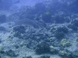 90 Spotted Eagle Ray IMG 2446
